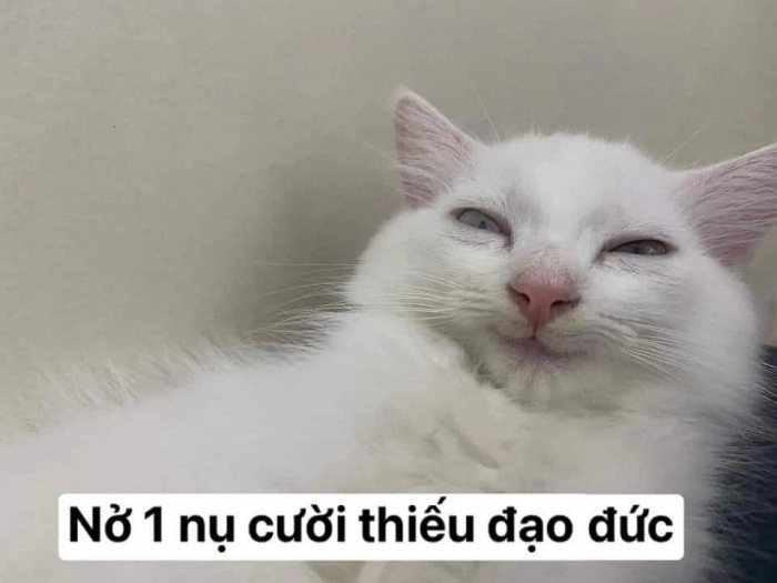 Meme con mèo nhếch mép troll