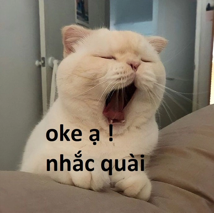 Meme con mèo ok bất lực