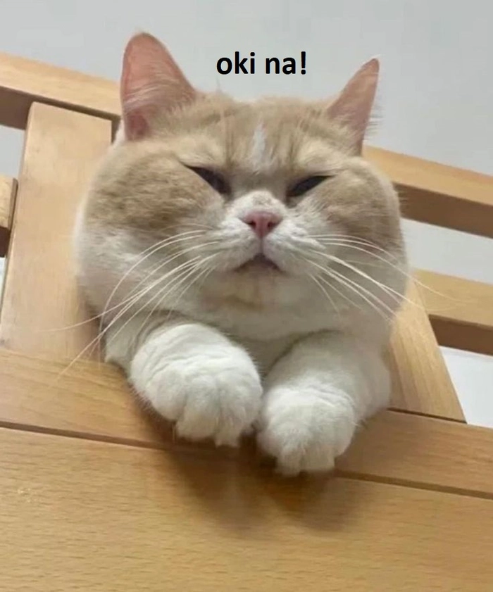 Meme con mèo ok ngầu lòi
