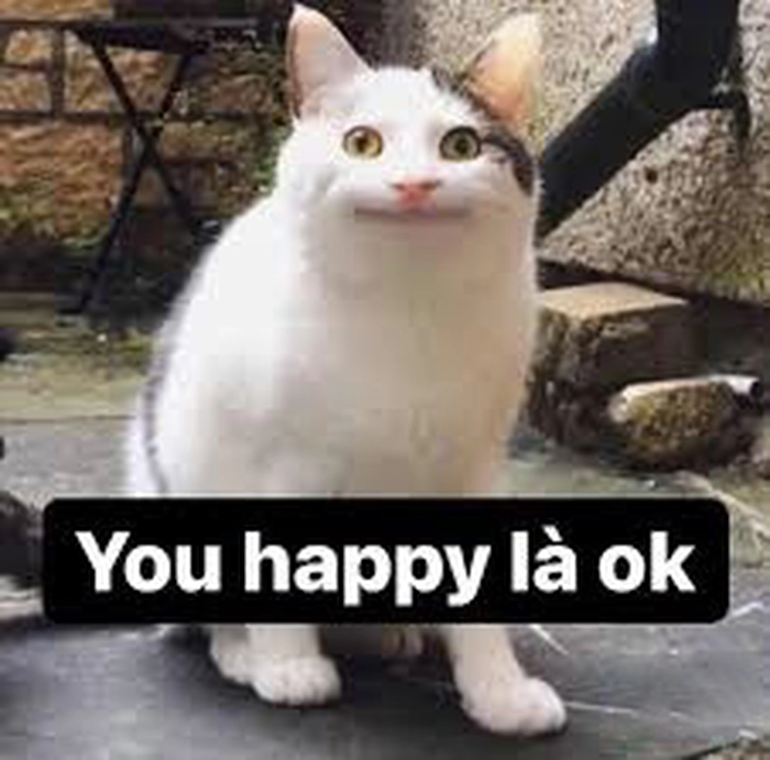 Meme con mèo ok nhìn thấu cuộc đời