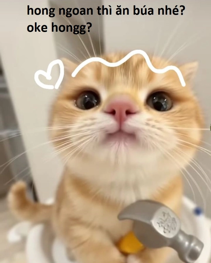 Meme con mèo ok troll nhẹ