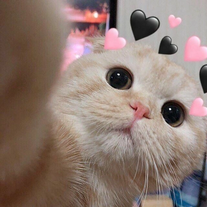 Meme con mèo thả trái tim