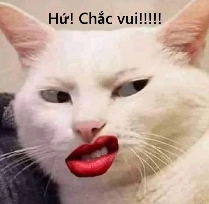 Meme con mèo thái độ khinh