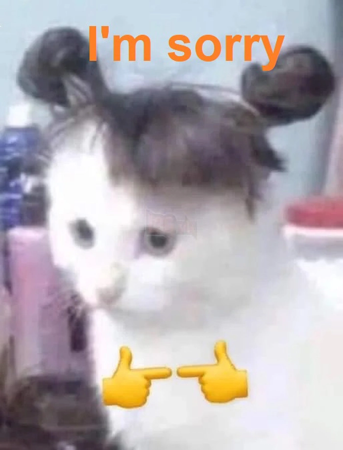 Meme con mèo xin lỗi chân thành