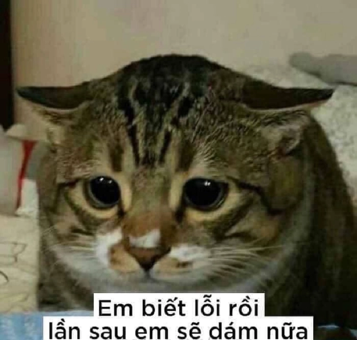 Meme con mèo xin lỗi cúi đầu