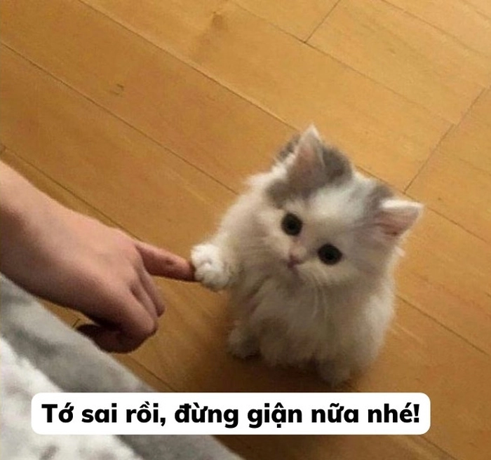 Meme con mèo xin lỗi kiểu bất lực