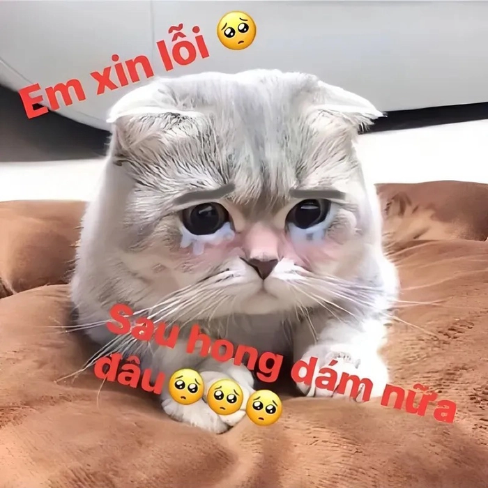 Meme con mèo xin lỗi tội tội
