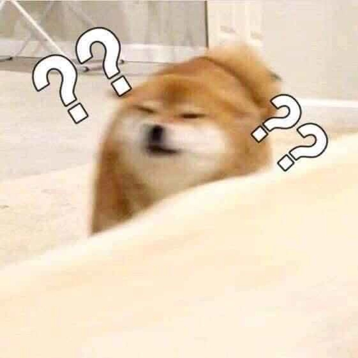 Meme cute chó