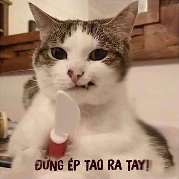 Meme đánh nhau của mèo