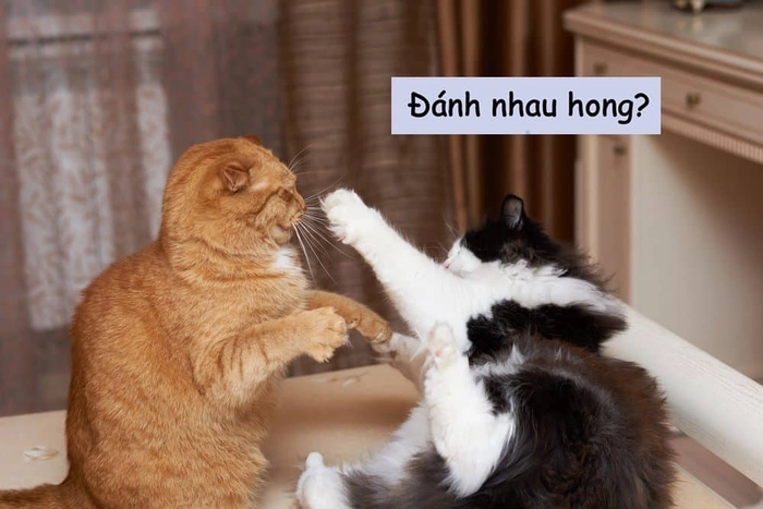 Meme đánh nhau mèo bá đạo