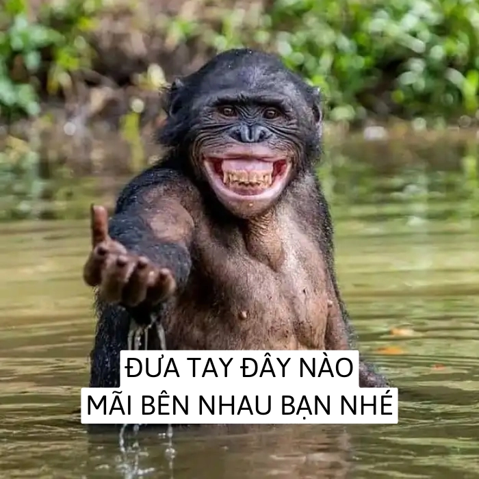 Meme động vật buồn cười