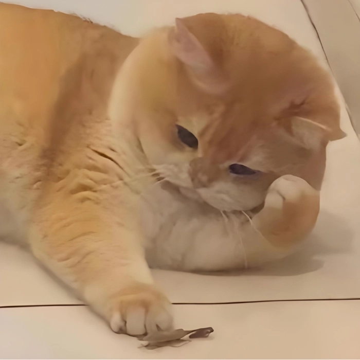 Meme động vật cực đáng yêu