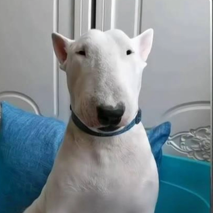 Meme động vật cute bá đạo