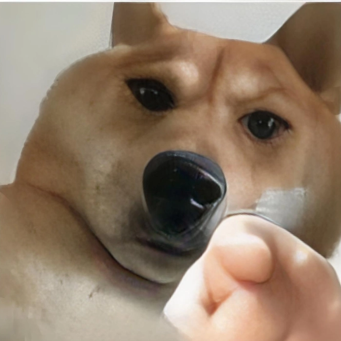 Meme động vật đáng yêu