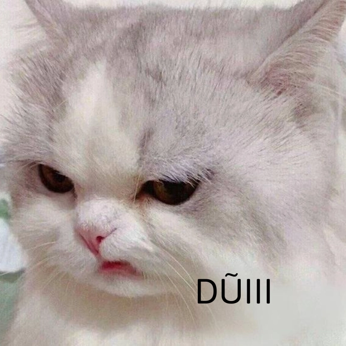 Meme động vật gắt gỏng