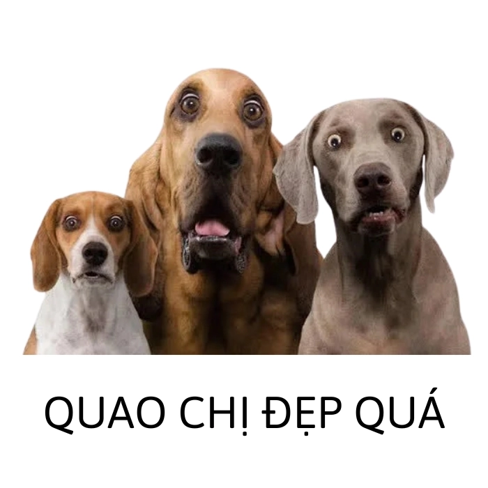 Meme động vật hài hước