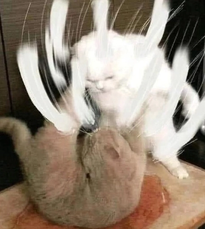 Meme hai con mèo đánh nhau