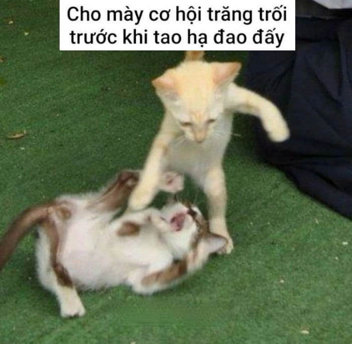 Meme hai mèo đánh nhau bá đạo