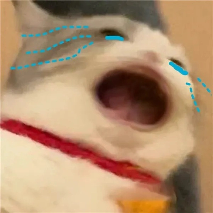Meme hài mèo há mồm