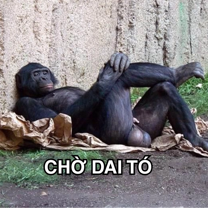 Meme khỉ đột chờ đợi ngầu