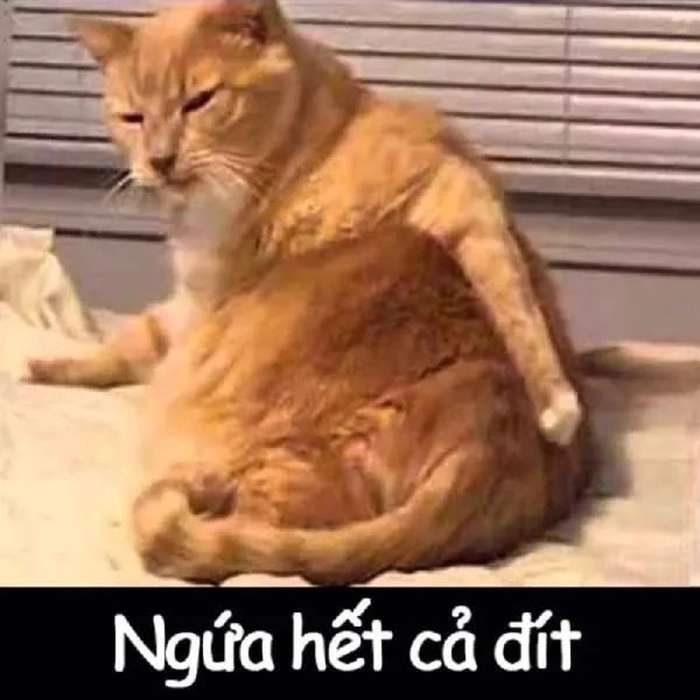 Meme mặt mèo khinh bỉ