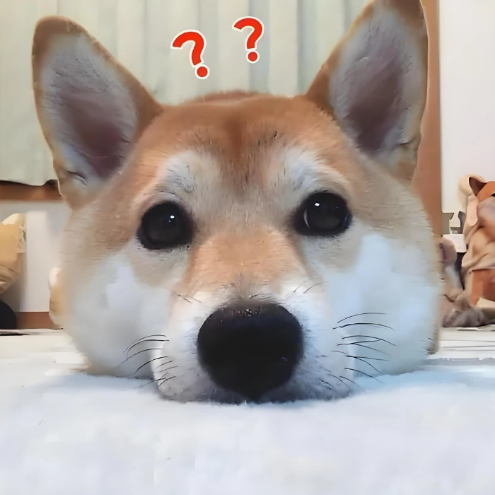 Meme mặt ngu ngơ