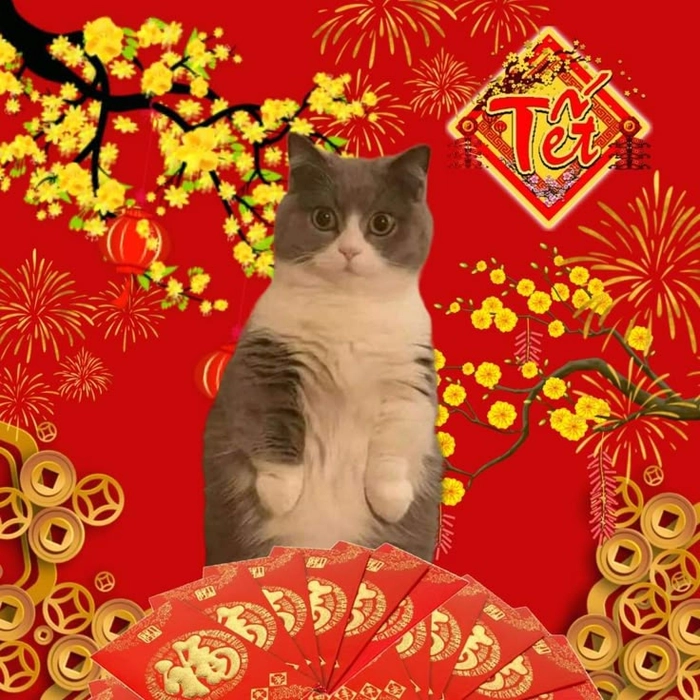 Meme mèo Tết hài