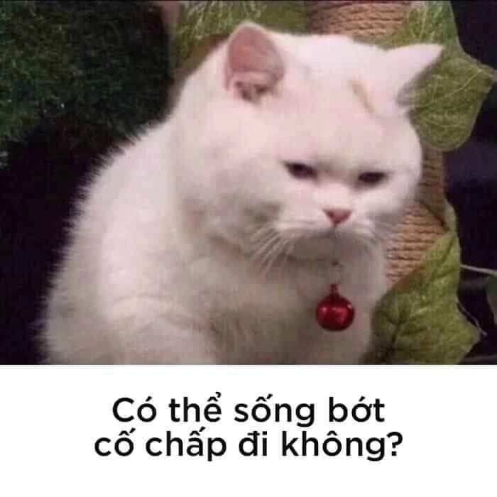 Meme mèo ánh mắt khinh bỉ