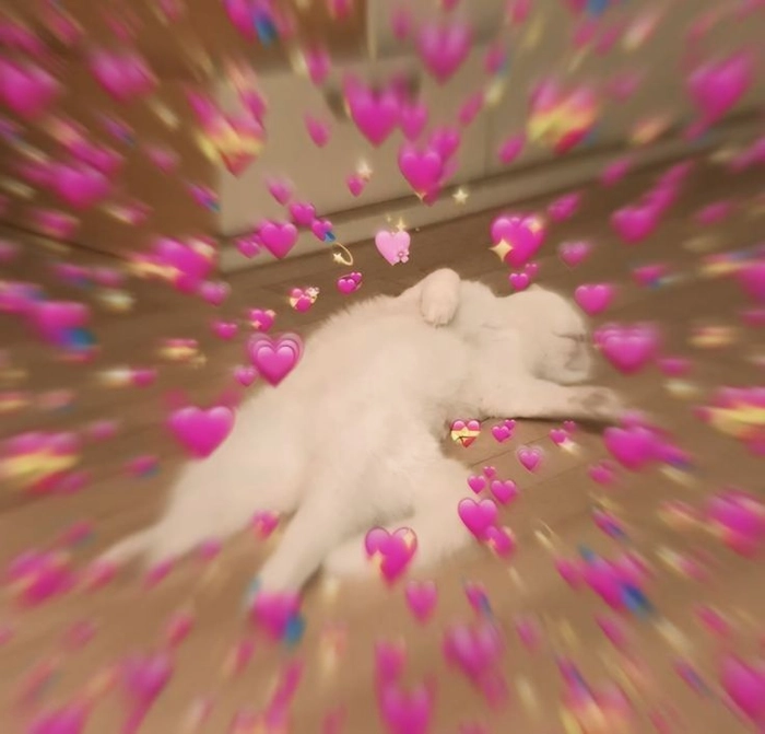 Meme mèo bắn tim cute