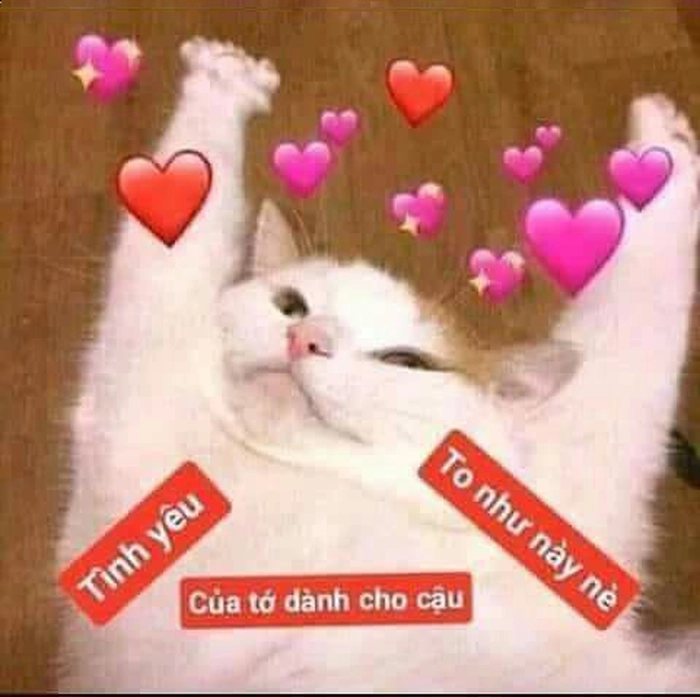 Meme mèo bắn tim đỏ