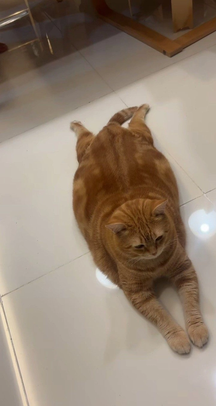 Meme mèo béo lười biếng