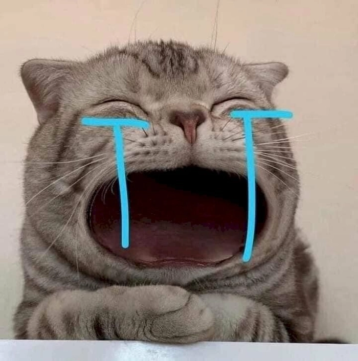 Meme mèo biểu cảm há mồm