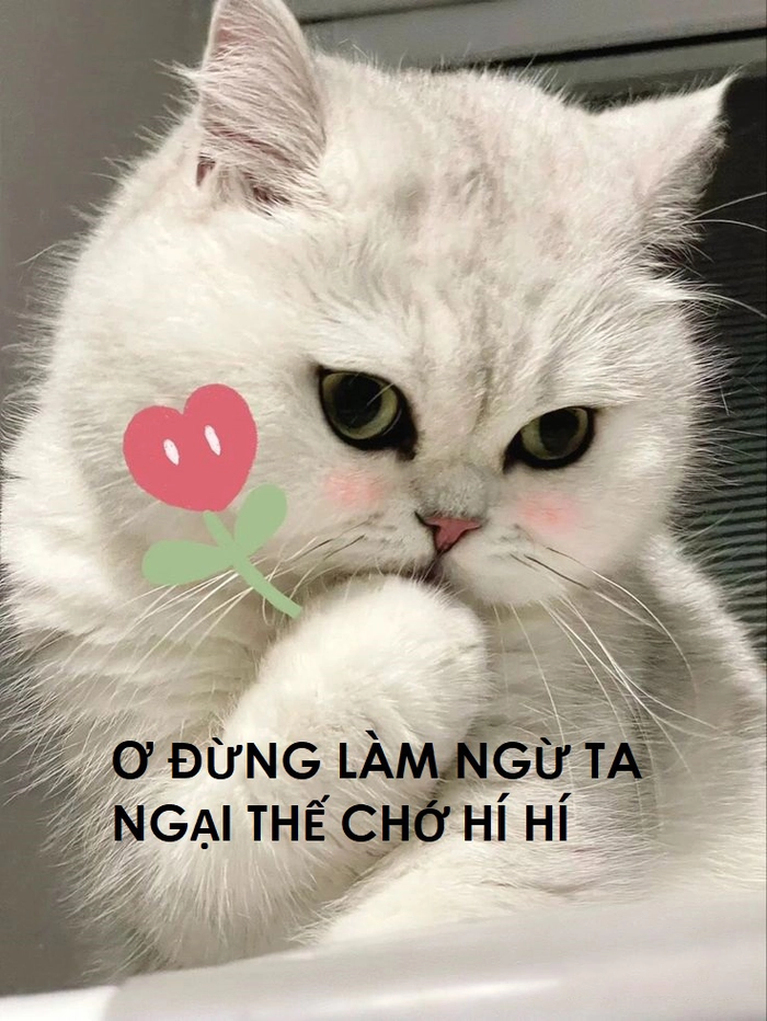 Meme mèo biểu cảm ngại