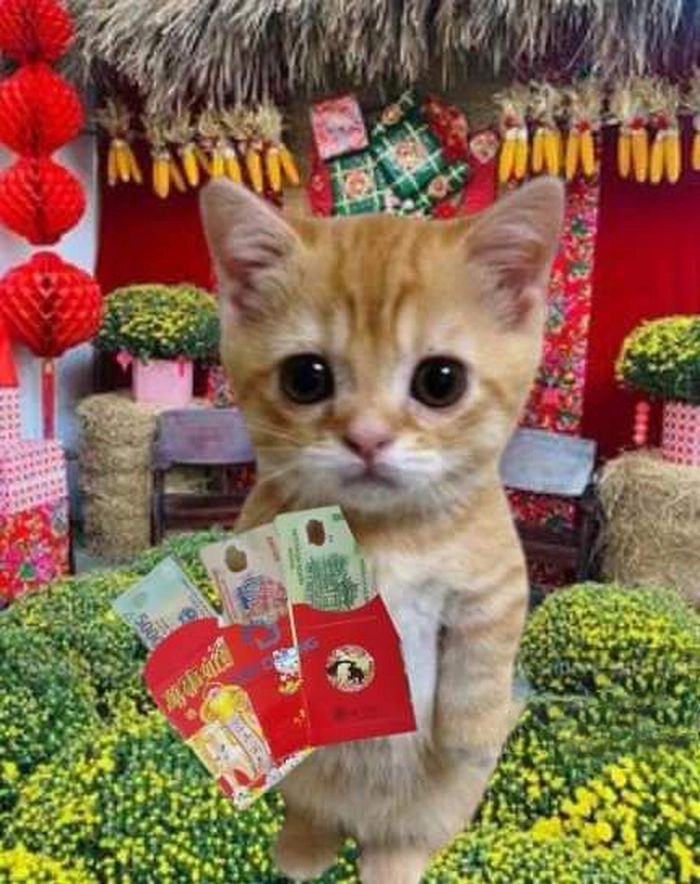 Meme mèo bựa Tết