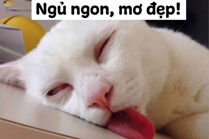 Meme mèo buồn ngủ cute