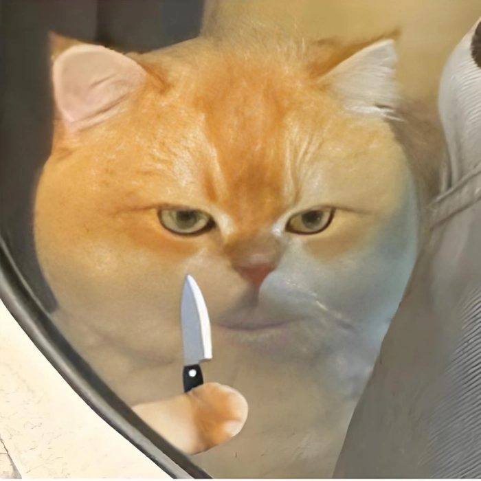 Meme mèo cầm dao lườm gắt