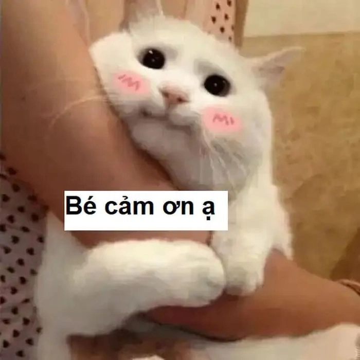 Meme mèo cảm ơn chất meme