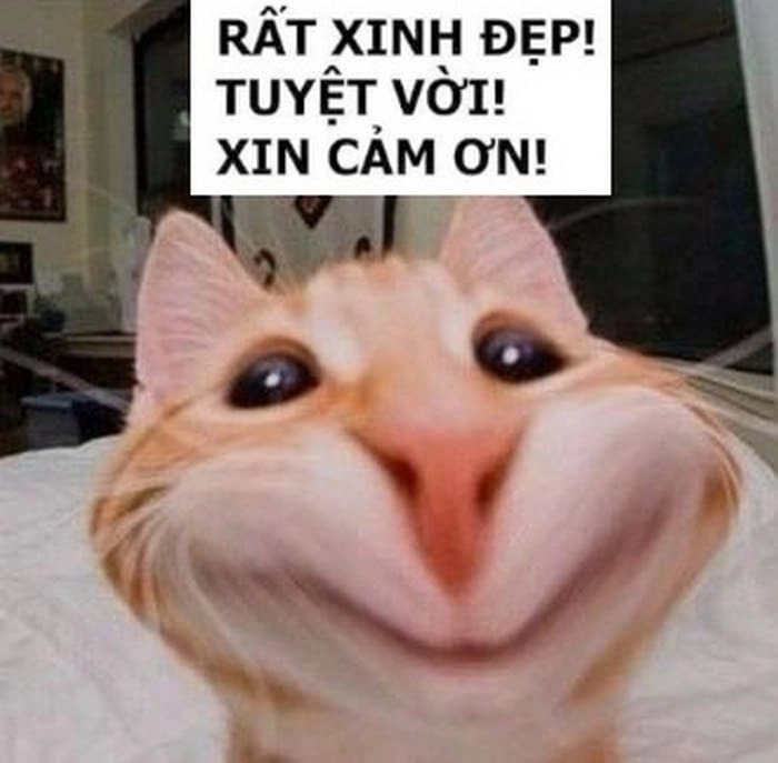 Meme mèo cảm ơn cực mạnh