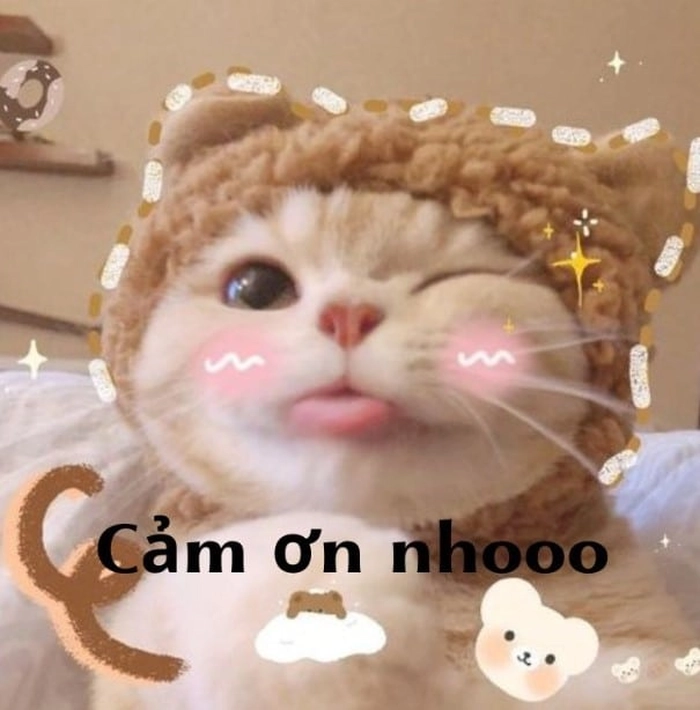 Meme mèo cảm ơn dễ thương nhất