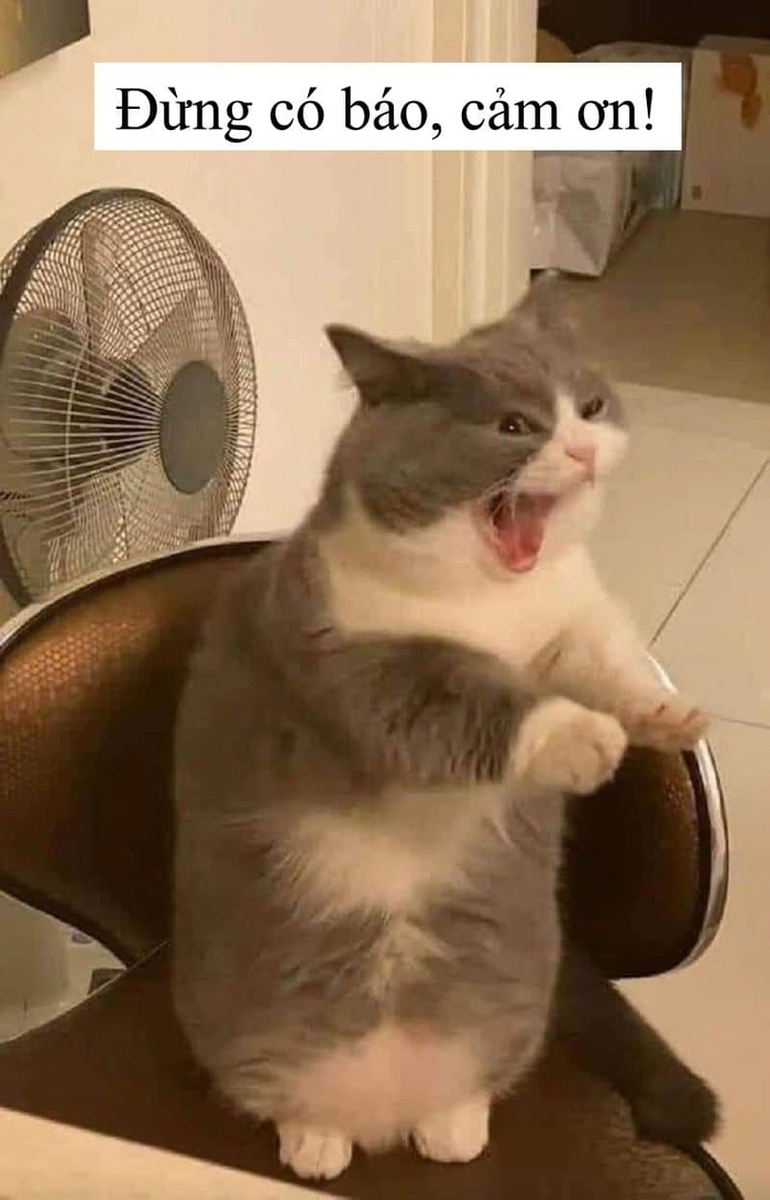 Meme mèo cảm ơn hài hước