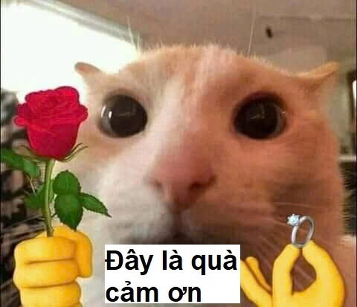 Meme mèo cảm ơn siêu cấp hài