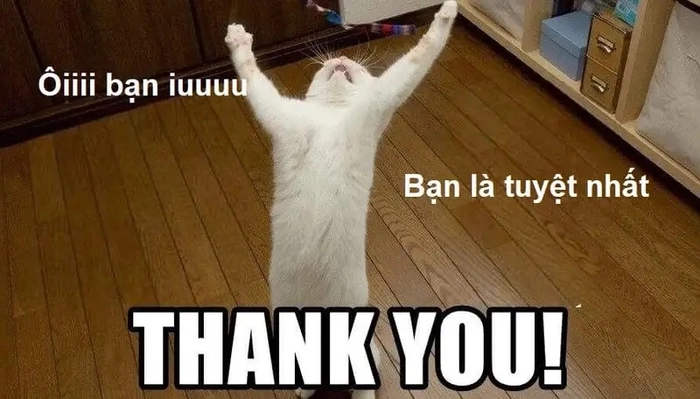 Meme mèo cảm ơn siêu lầy