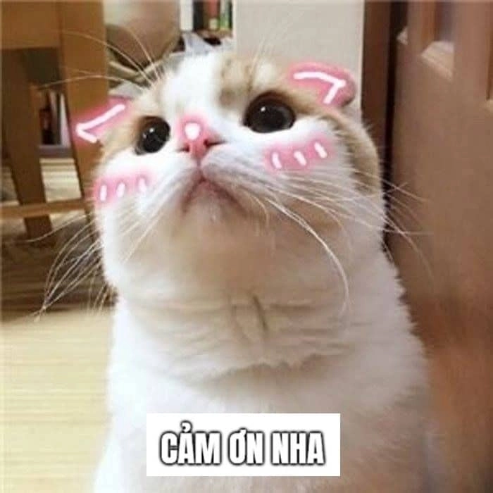Meme mèo cảm ơn troll