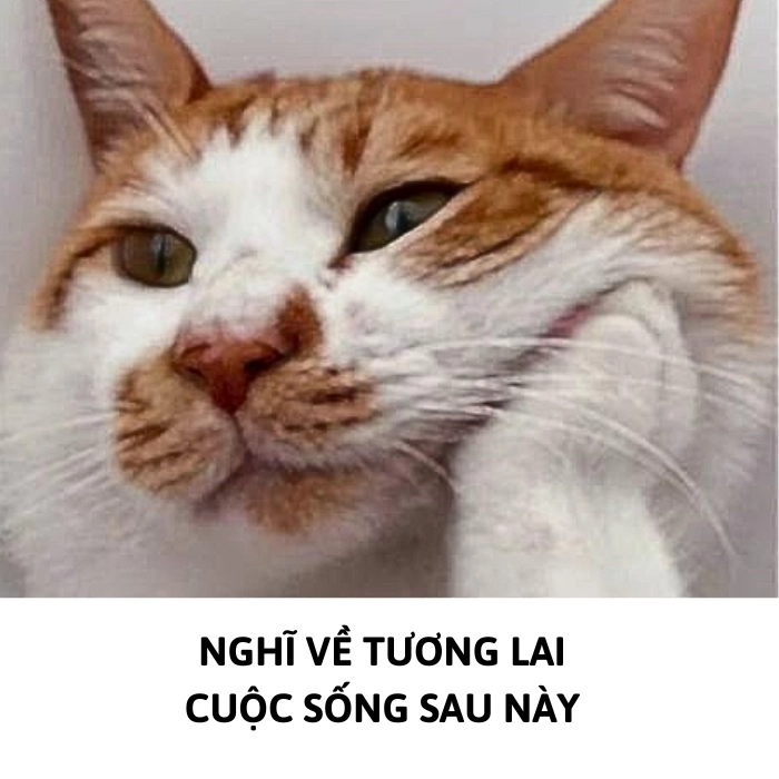 Meme mèo cam suy nghĩ