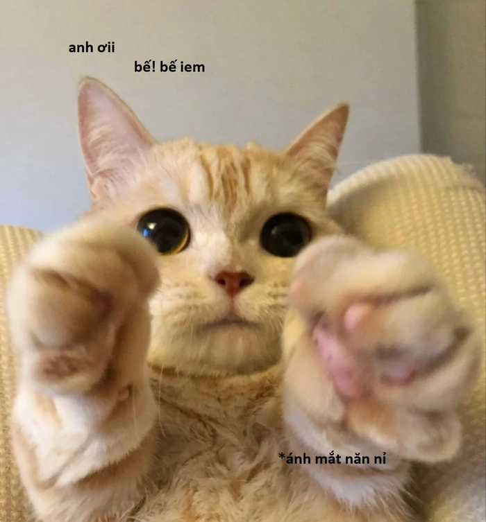 Meme mèo cầu xin đáng yêu hết nấc