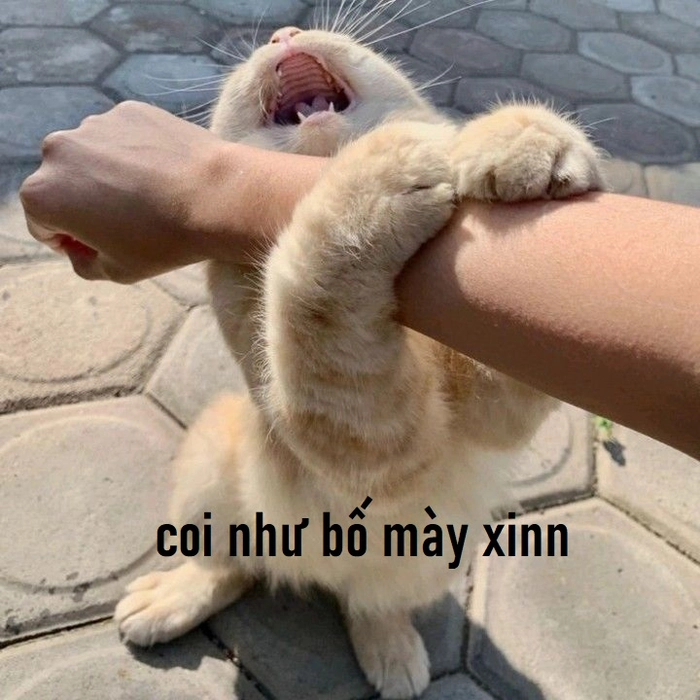 Meme mèo cầu xin dí dỏm