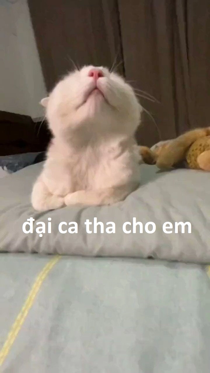 Meme mèo cầu xin siêu ngầu