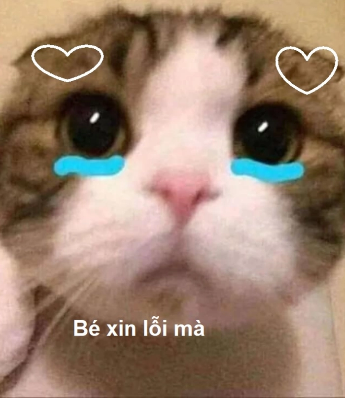 Meme mèo cầu xin “xin lỗi mà”