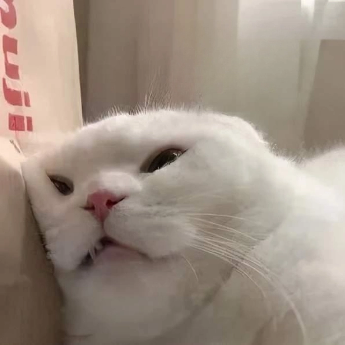 Meme mèo chờ hoài không tới
