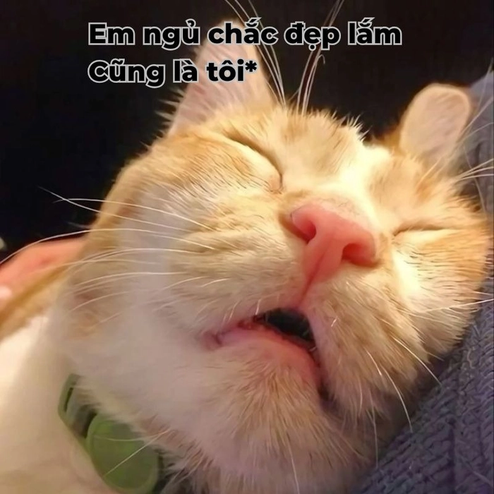 Meme mèo chúc ngủ ngon